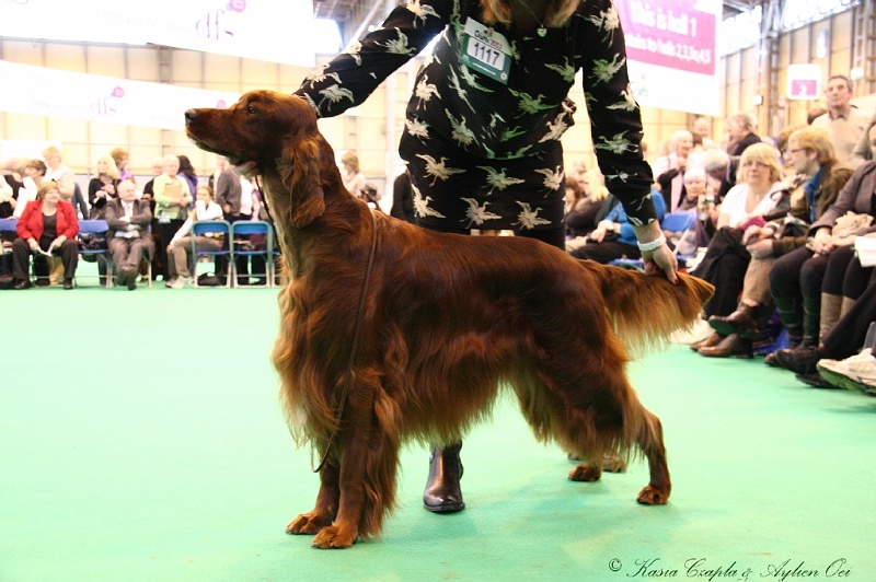 Crufts2011_2 110.jpg